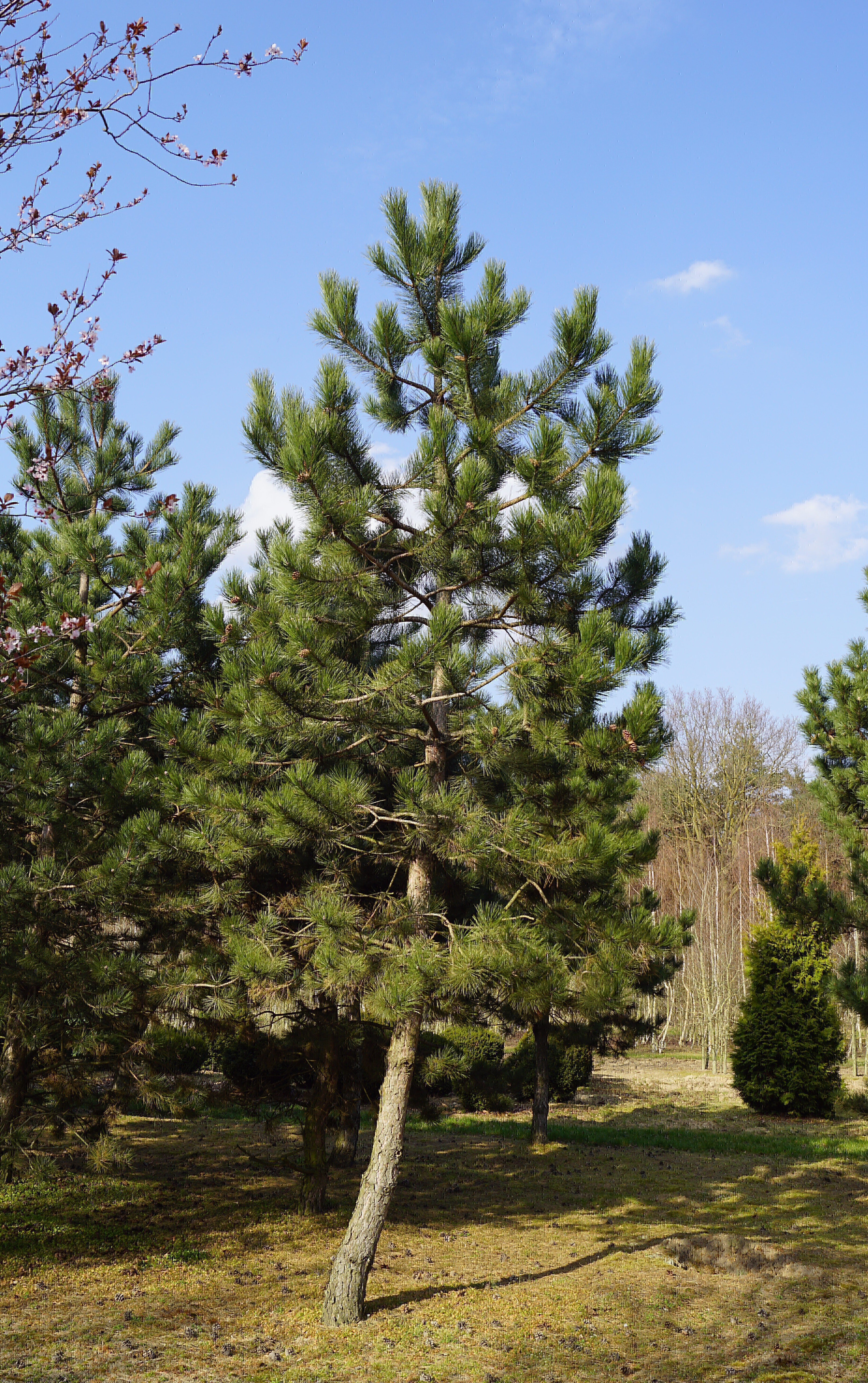 Pinus nigra nigra (1)-2
